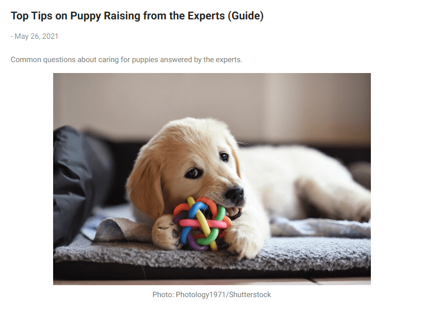 An article giving broad puppy raising advice.